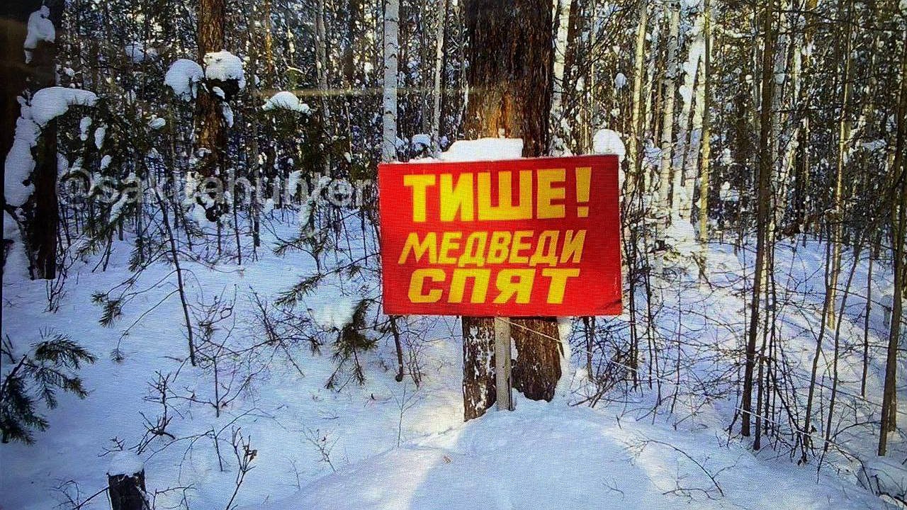 Главная картинка новости: Берегущую крепкий сон медведей табличку заметили под Котельничем