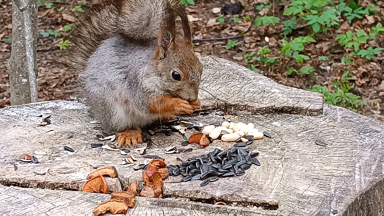 Главная картинка новости: Жителям Кирова запретили кормить белок с руки из-за лептоспироза