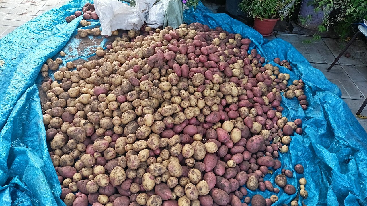 Главная картинка новости: Сажаю только 1 сорт картофеля и радуюсь: почти 4 кг с метра и горы клубней через 60 дней - соседи лопаются от зависти