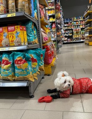 «Скоро с коровами будут ходить»: кировчанку с маленькой собакой выгоняли из магазина