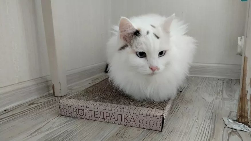 Главная картинка новости: Почему кошки спят с человеком: есть 3 основные причины и важные моменты, о которых важно знать каждому хозяину