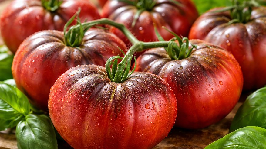 Главная картинка новости: Томатный завод у вас на грядке: зимой садоводы дерутся за эти сорта - штампуют урожай ведрами даже в плохое лето