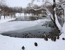 В кировских парках пересчитали зимующих уток