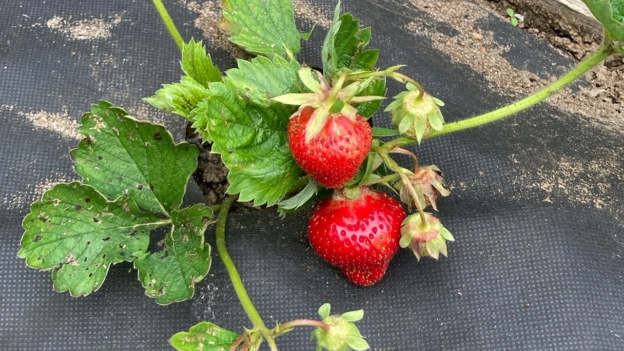 Главная картинка новости: Нашла крутой "рецепт" из 90-х: кормлю клубнику этим раствором - ягоды в 3 раза больше и слаще меда