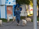 Выгуливавшая сразу шесть собак кировчанка стала звездой соцсетей