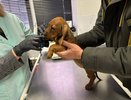 В Кирове бесплатно поставят прививки от бешенства домашним животным