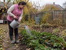 Что добавить в лейку осенью, чтобы клубника легче пережила зиму: натуральное средство из двух горстей