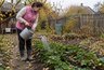 Что добавить в лейку осенью, чтобы клубника легче пережила зиму: натуральное средство из двух горстей