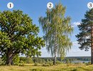 Какое дерево вам ближе? Простой тест поможет взглянуть на свои сильные стороны