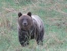 Охотник из Кирова дал инструкцию спасения из лап медведя