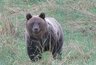 Охотник из Кирова дал инструкцию спасения из лап медведя