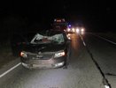 Лось устроил ДТП с ранеными под Кикнуром