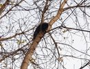 Трое жителей Кирова провели операцию по спасению кота