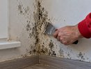 Плесень на стенах возвращается снова и снова: как избавиться от неё надолго — пошаговая инструкция