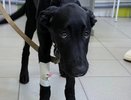 В Кирове спасли проглотившего веревочную игрушку щенка
