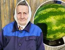 В Кирове бабушка Галина Вагина выращивает арбузы