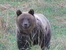 Стала известна судьба пережившего ДТП с кировчанином медведя
