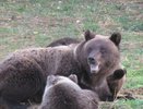 Как выжить при встрече с медведем: инструкция от чиновников Кирова