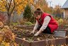 Не ждите весны, сейте уже осенью: какие овощи и зелень посадить под зиму — хитрость для раннего урожая