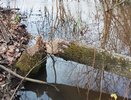 Переселить бобров просят жители Кирова