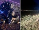 Байкер попал в ДТП с лосем под Уржумом