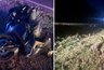 Байкер попал в ДТП с лосем под Уржумом