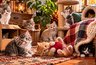 Сколько котят вы увидели на фото? Быстрый тест: за 5 секунд вы узнаете свой психологический возраст