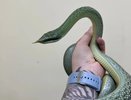 Кировчан напугала змея с судорогами