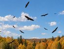 Сколько орлов вы видите на картинке? Быстрый тест на психологическую зрелость