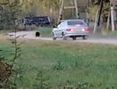 Кировчане боятся убийства оторвавшегося от мамы медвежонка