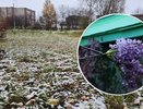 В Кирове при снегопаде зацвела сирень