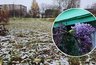 В Кирове при снегопаде зацвела сирень