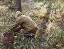 Корзины белых, рыжиков и опят: в этих кировских местах собирают грибы в октябре