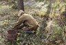 Корзины белых, рыжиков и опят: в этих кировских местах собирают грибы в октябре