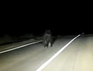 Медведь выбежал на дорогу навстречу кировчанам