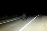 Медведь выбежал на дорогу навстречу кировчанам