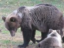Инструкцию по выживанию при встрече с медведем дали чиновники Кирова