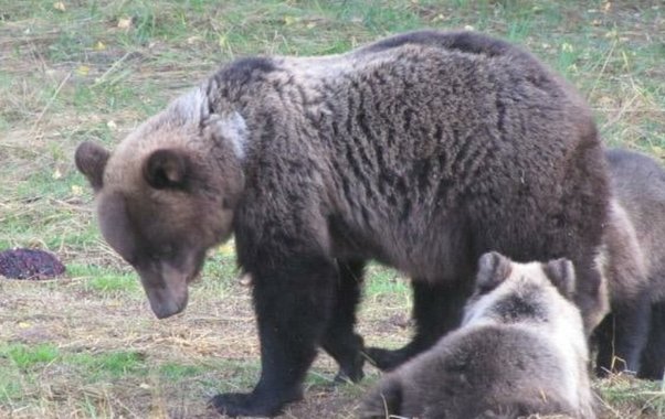 Инструкцию по выживанию при встрече с медведем дали чиновники Кирова