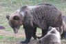 Инструкцию по выживанию при встрече с медведем дали чиновники Кирова