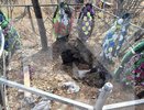 Уже тащат мертвых: медведь разрыл могилу на кладбище