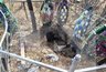 Уже тащат мертвых: медведь разрыл могилу на кладбище