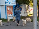 Выгуливавшая сразу шесть собак кировчанка стала звездой соцсетей
