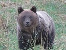 После двух ДТП с медведями в Кирове подготовили инструкцию для водителей