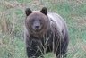 После двух ДТП с медведями в Кирове подготовили инструкцию для водителей