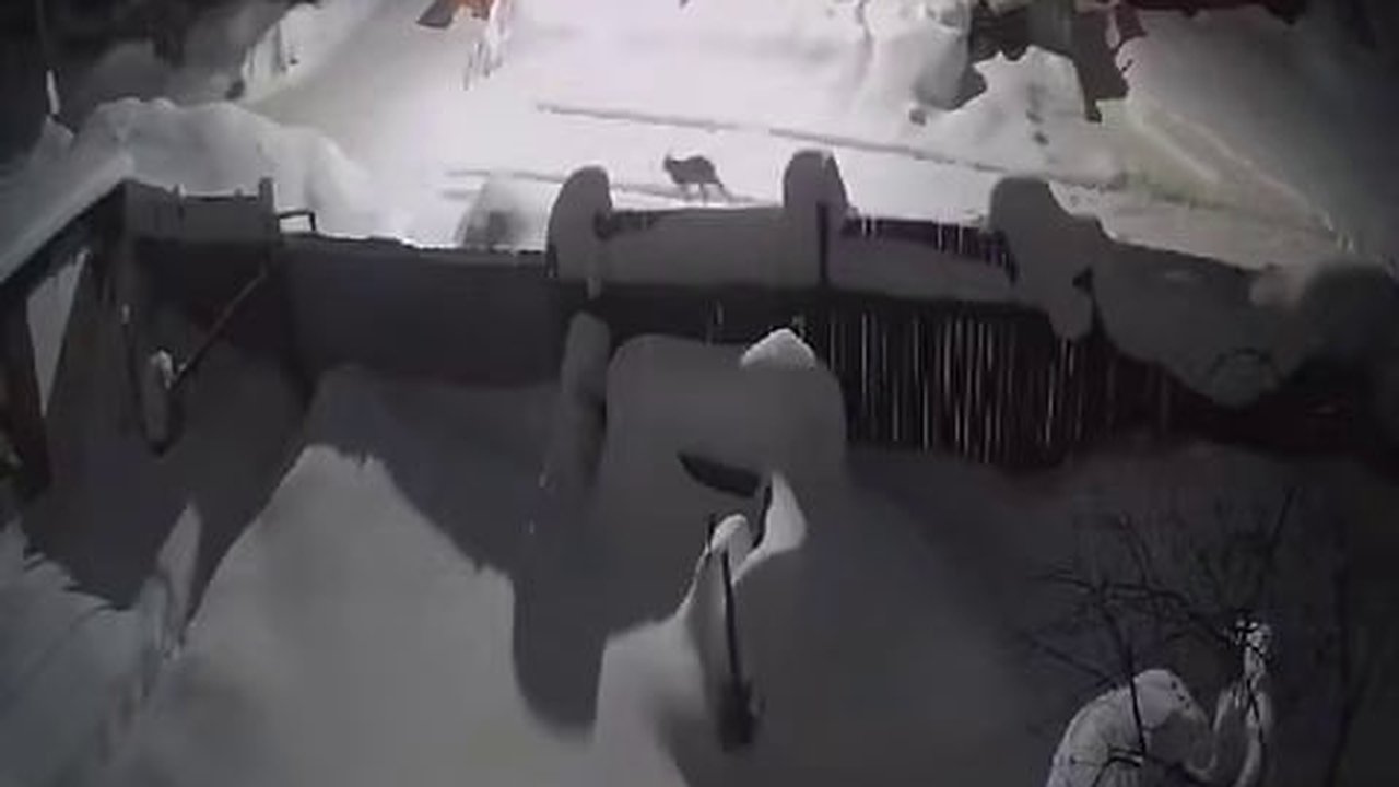 Главная картинка новости: Деловитая рысь попала на камеры в Котельниче (видео)