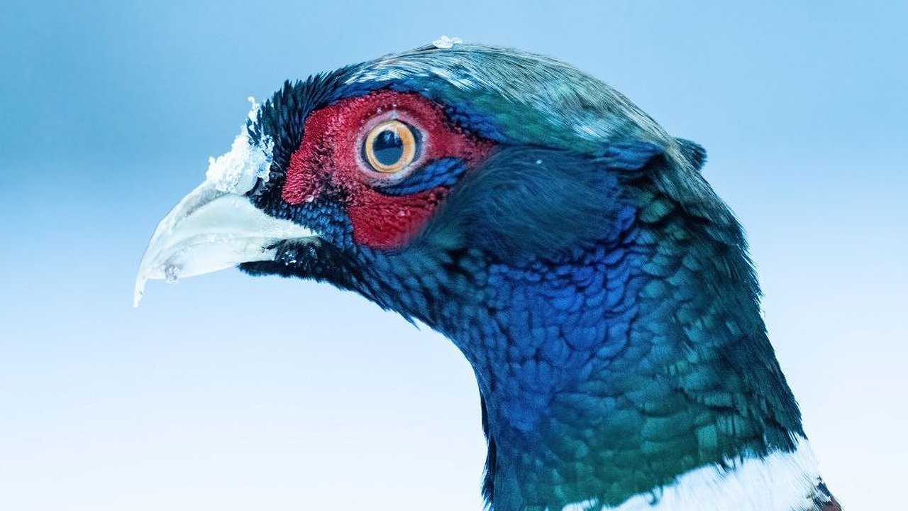 Главная картинка новости: Экзотическая птица залетела на зимовку в кировский Дендропарк