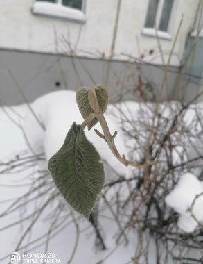 Накануне оттепели в Кирове появились первые листья на деревьях и кустах