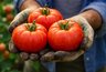 Миниатюра новости: 17–19 кг с 1 м², минимум хлопот и плод размером с голову: почему только один сорт стал хитом у дачников - никогда не подводит