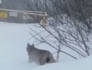 В Кирово-Чепецке бесстрашная рысь попала в объектив видеокамеры