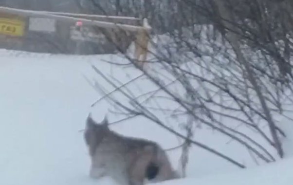 В Кирово-Чепецке бесстрашная рысь попала в объектив видеокамеры